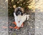 Small #4 Shih Tzu