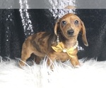 Puppy Romeo ACA Dachshund