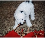 Puppy 0 Poovanese-ShihPoo Mix