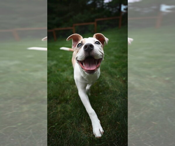 Medium Photo #8 American Pit Bull Terrier-Unknown Mix Puppy For Sale in Andover, MN, USA