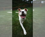 Small #7 American Pit Bull Terrier Mix