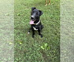 Small #2 American Pit Bull Terrier-Border Collie Mix