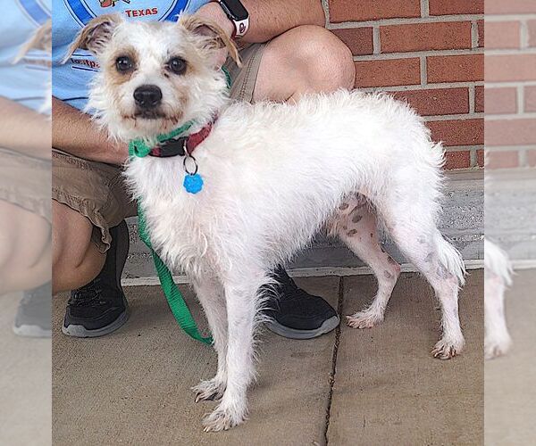 Medium Photo #2 Jack Russell Terrier-Unknown Mix Puppy For Sale in Carrollton, TX, USA
