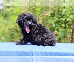 Small #29 Poodle (Toy)