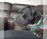 Small #49 American Pit Bull Terrier