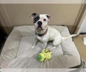 Medium American Pit Bull Terrier-Pug Mix