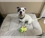 Small American Pit Bull Terrier-Pug Mix