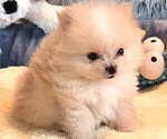 Small Photo #15 Pomeranian Puppy For Sale in MENIFEE, CA, USA