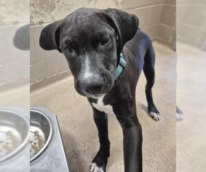 Mutt Dogs for adoption in Decatur, IL, USA