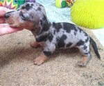 Small #6 Dachshund