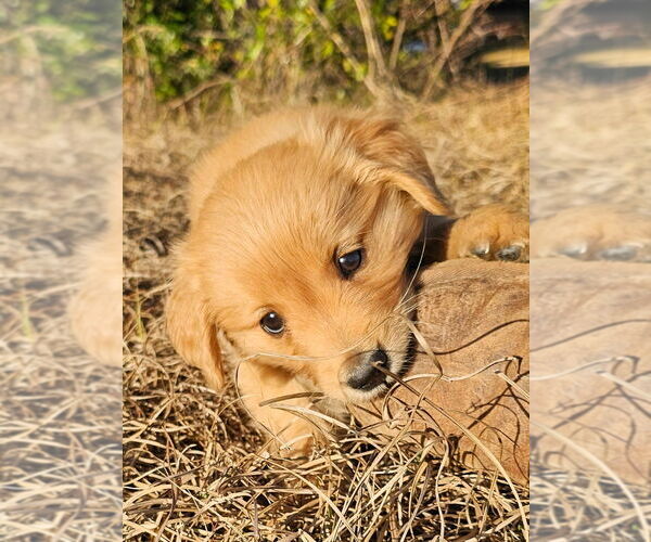 Medium Photo #1 Golden Retriever Puppy For Sale in BROOKSVILLE, FL, USA