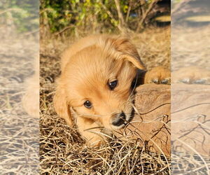 Golden Retriever Puppy for sale in BROOKSVILLE, FL, USA
