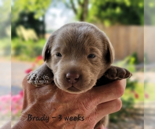 Medium Photo #44 Labrador Retriever Puppy For Sale in POCAHONTAS, IL, USA