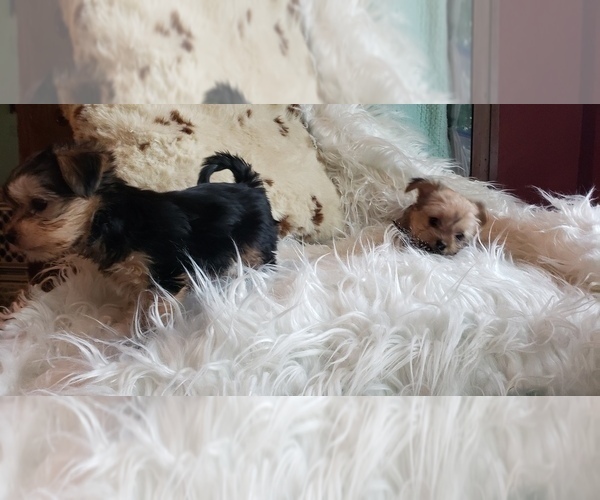 Medium Photo #47 Shorkie Tzu Puppy For Sale in NEVADA, TX, USA
