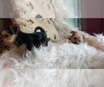 Small Photo #47 Shorkie Tzu Puppy For Sale in NEVADA, TX, USA