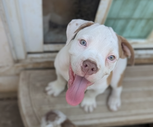 Medium Olde English Bulldogge