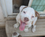 Puppy Puck Olde English Bulldogge