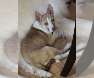 Huskies -Unknown Mix Dogs for adoption in Clarkston, MI, USA