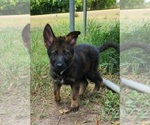 Small Photo #10 German Shepherd Dog Puppy For Sale in SUGAR LAND, TX, USA
