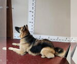 Small #12 German Shepherd Dog