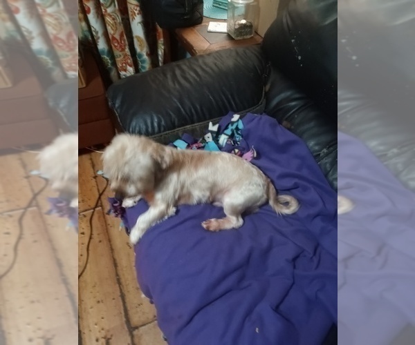 Medium Photo #4 Yorkshire Terrier Puppy For Sale in JOHNSTOWN, PA, USA