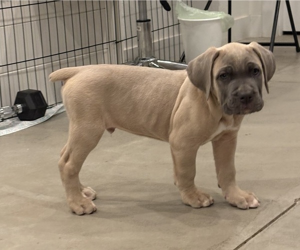 Medium Photo #4 Cane Corso Puppy For Sale in DOWNEY, CA, USA