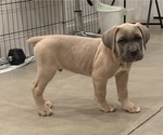 Small Photo #11 Cane Corso Puppy For Sale in DOWNEY, CA, USA
