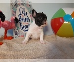 Puppy 2 French Bulldog