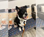 Small Mutt