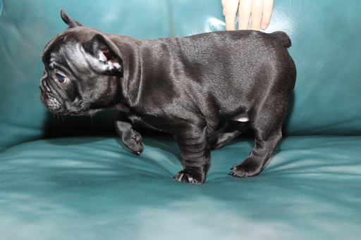 Medium Photo #6 French Bulldog Puppy For Sale in EVERETT, WA, USA