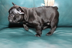 Small Photo #6 French Bulldog Puppy For Sale in EVERETT, WA, USA