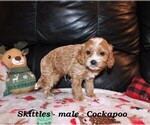 Small #3 Cockapoo (Miniature)