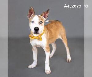 SIMON - Male Mutt Dog for Adoption - Photo #2