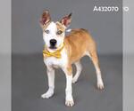 Small Photo #2 Mutt Puppy For Sale in Conroe, TX, USA