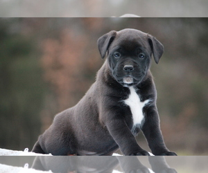 Boxador Puppy for sale in BROOKFIELD, MO, USA