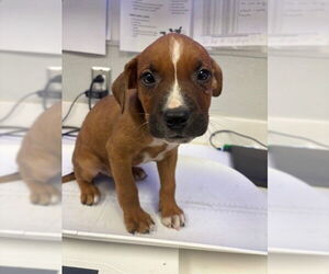 Labrador Retriever-Unknown Mix Dogs for adoption in Rosenberg, TX, USA
