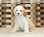 Small #3 Bernedoodle (Miniature)