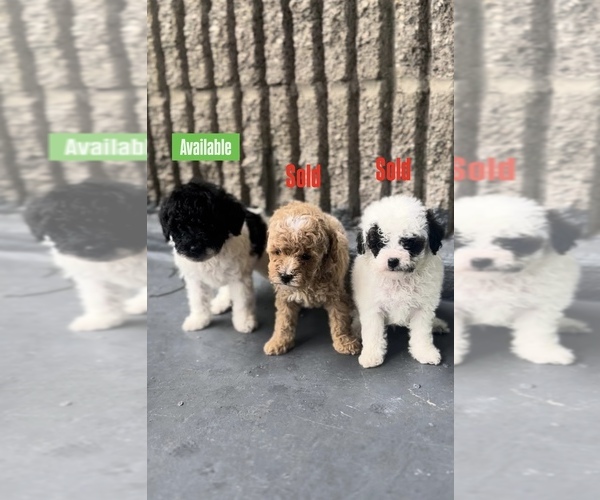 Medium Photo #3 Poodle (Toy) Puppy For Sale in BRONX, NY, USA