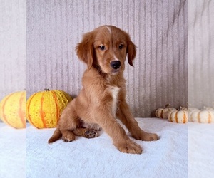 Golden Retriever Puppy for sale in INDIANAPOLIS, IN, USA
