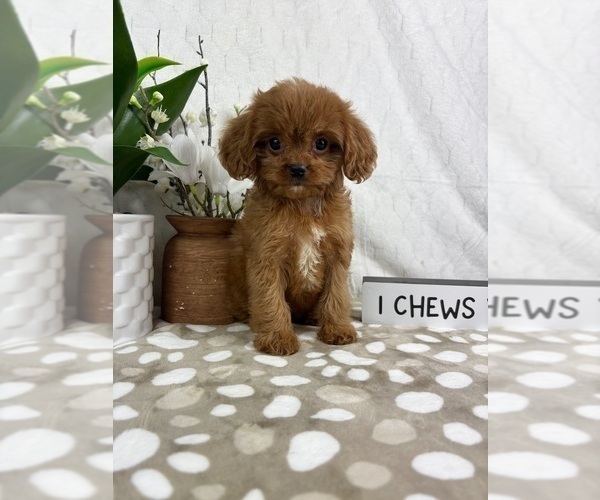Medium Photo #3 Cavapoo Puppy For Sale in INDIANAPOLIS, IN, USA