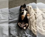 Small #1 Australian Shepherd