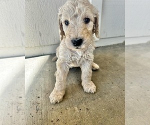 Double Doodle Puppy for Sale in SPARKS, Nevada USA