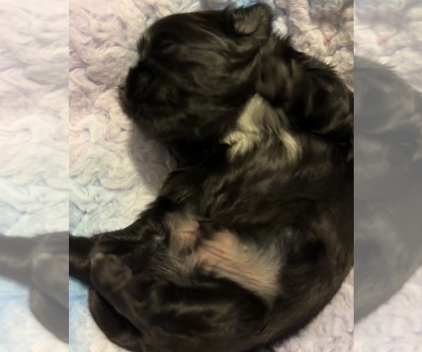Medium Photo #3 Shih Tzu Puppy For Sale in BLUFFTON, SC, USA