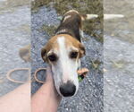Small Photo #6 Beagle-Unknown Mix Puppy For Sale in Rustburg, VA, USA
