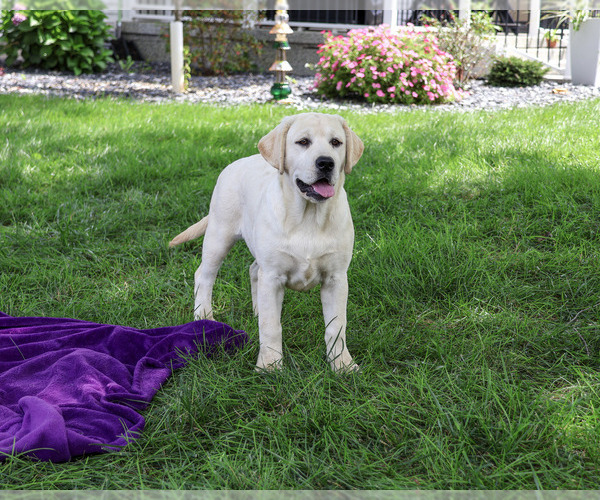 Medium Photo #4 Labrador Retriever Puppy For Sale in SYRACUSE, IN, USA