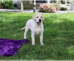 Small #3 Labrador Retriever