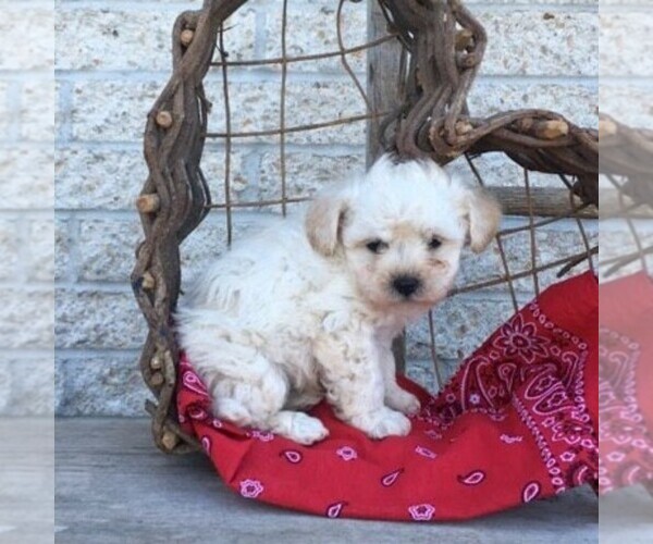 Medium Photo #2 Poochon Puppy For Sale in MORGANTOWN, PA, USA