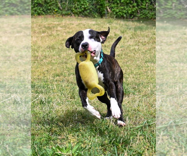 Medium Photo #6 Mutt Puppy For Sale in Glen Allen, VA, USA
