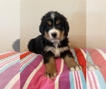 Small Photo #11 Bernese Mountain Dog Puppy For Sale in FRANKTOWN, CO, USA