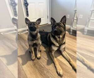 German Shepherd Dog Puppy for Sale in WILLARD, Utah USA